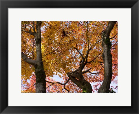 Framed Fall Leaves on Maple Tree, Japan Print