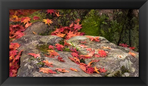 Framed Fallen Autumnal Leaves on Rock Print