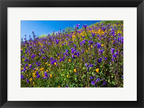 Framed Wildflowers Growing in a Field, Diamond Valley Lake, California Print