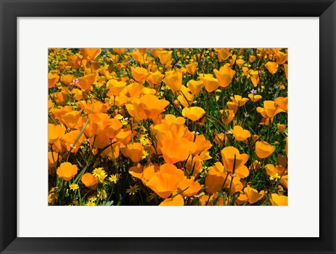 Framed Close-Up of Poppies in a field, Diamond Valley Lake, California Print