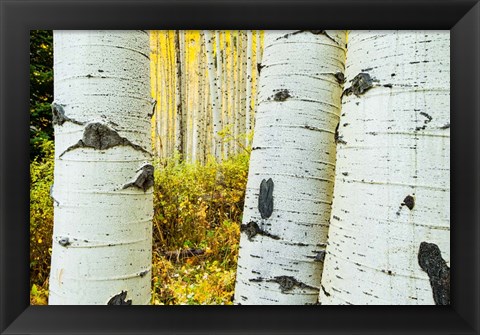 Framed Detail of Aspen Tree, Colorado Print