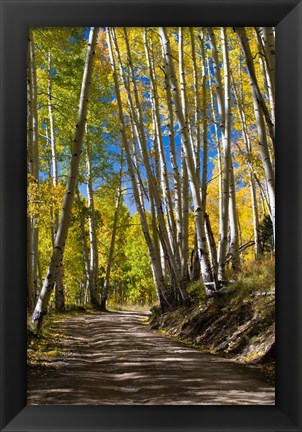 Framed Road Passing through a Forest, Maroon Creek Valley, Aspen, Colorado Print