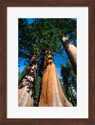 Framed Giant Sequoia Trees in Sequoia National Park, California Print