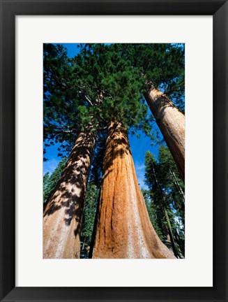 Framed Giant Sequoia Trees in Sequoia National Park, California Print