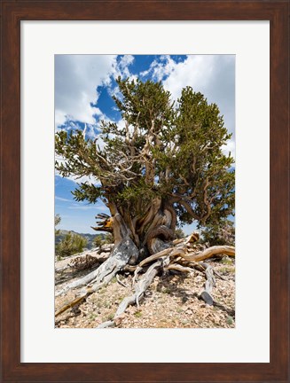 Framed Ancient Bristlecone Pine Forest in the White Mountains, California Print