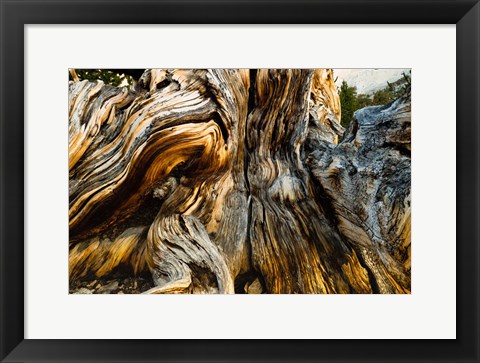 Framed Close-Up of Pine tree, Ancient Bristlecone Pine Forest, White Mountains, California Print