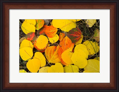 Framed Close-Up of Fallen Leaves, Maroon Creek Valley, Aspen, Colorado Print