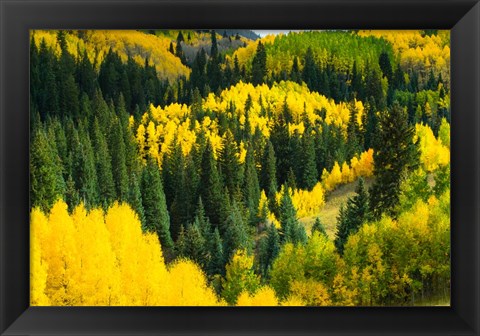 Framed Elevated View of Aspen trees, Maroon Creek Valley, Aspen, Colorado Print