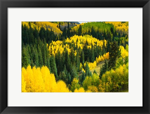 Framed Elevated View of Aspen trees, Maroon Creek Valley, Aspen, Colorado Print