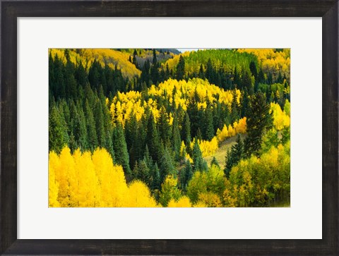 Framed Elevated View of Aspen trees, Maroon Creek Valley, Aspen, Colorado Print