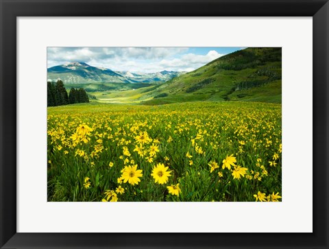 Framed Wildflowers in a Field, Crested Butte, Colorado Print