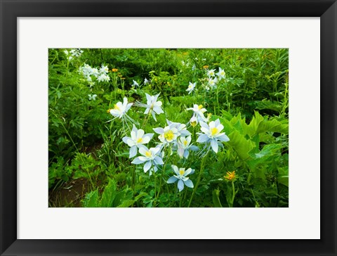 Framed White Flowers in a field, Crested Butte, Colorado Print