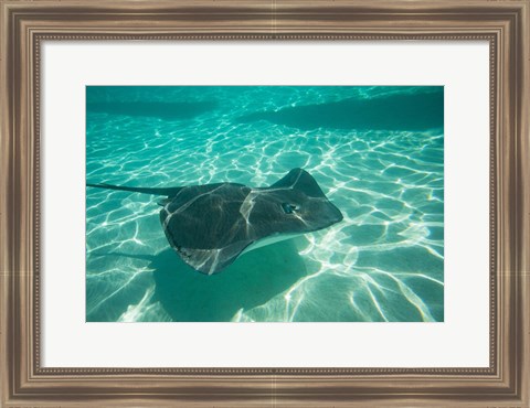 Framed Stingray in the Pacific Ocean, Moorea, Tahiti, French Polynesia Print