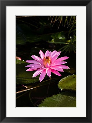 Framed Close-up of Water Lily Flower in a Pond, Tahiti, French Polynesia Print