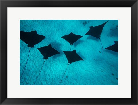 Framed Eagle Rays Swimming in the Pacific Ocean, Tahiti, French Polynesia Print