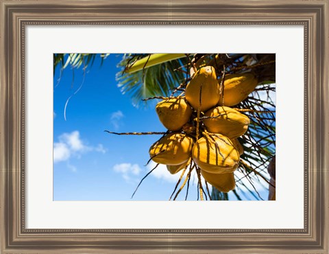 Framed Coconuts Hanging on a Tree, Bora Bora, French Polynesia Print