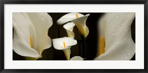 Framed Close-up of Calla Lily Flowers Print