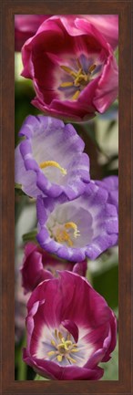 Framed Close-up of Tulip flowers Print