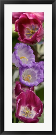 Framed Close-up of Tulip flowers Print