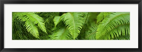 Framed Close-up of Ferns Print