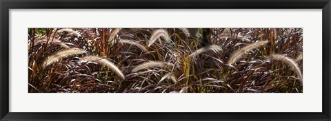 Framed Close-up of Ornamental Grass Print