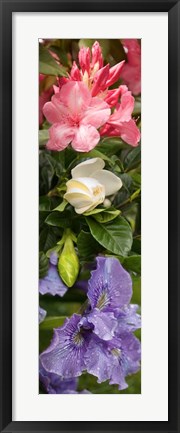 Framed Close-up of Rhododendron and Iris flowers Print