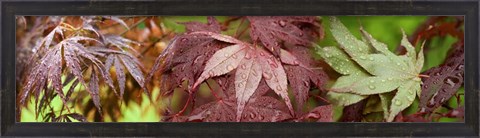 Framed Close-up of Japanese Maple Leaves Print