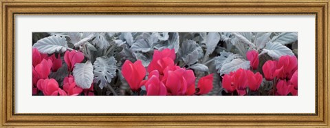 Framed Close-up of Pink Cyclamen and Silver Dust Leaves Print