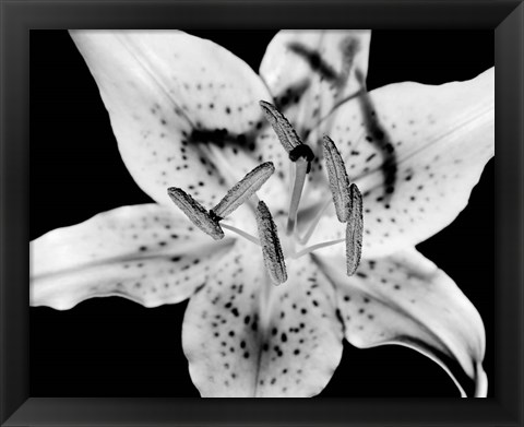 Framed Close up of Lily flower (BW) Print