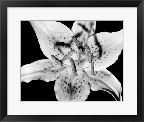 Framed Close up of Lily flower (BW) Print