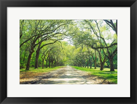 Framed Live Oaks and Spanish Moss Wormsloe State Historic Site Savannah GA Print