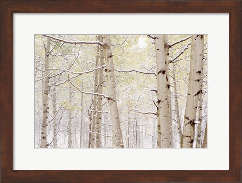 Framed Autumn Aspens With Snow, Colorado Print