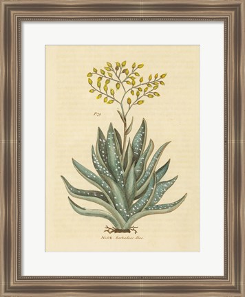 Framed Herbal Botanical XXXI Print