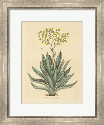 Framed Herbal Botanical XXXI Print