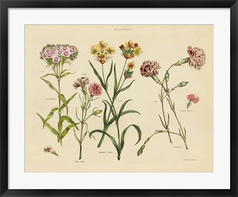 Framed Herbal Botanical VIII Print