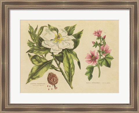 Framed Herbal Botanical II Print