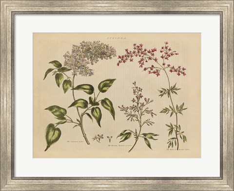 Framed Herbal Botanical I Print