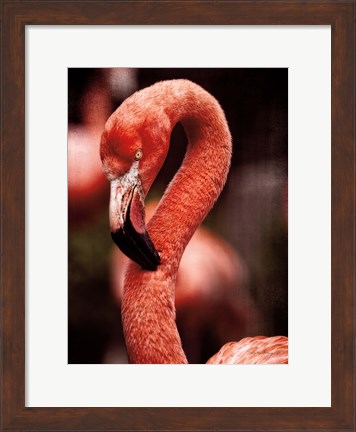 Framed Caribbean Flamingo II Print