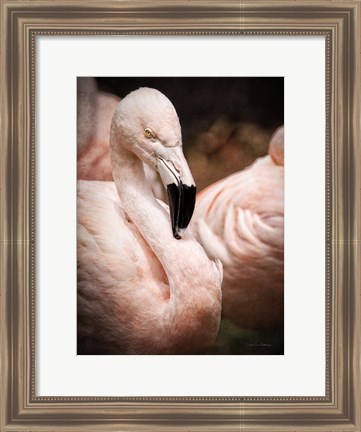 Framed Chilean Flamingo II Print