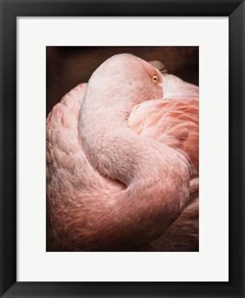 Framed Chilean Flamingo I Print