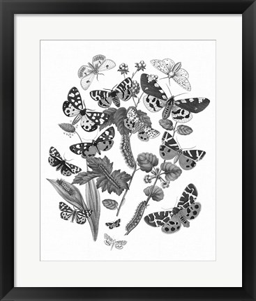 Framed Butterfly Bouquet IV Linen BW IV Print