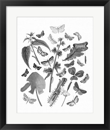 Framed Butterfly Bouquet III Linen BW III Print