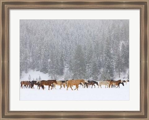 Framed Montana Horses Print