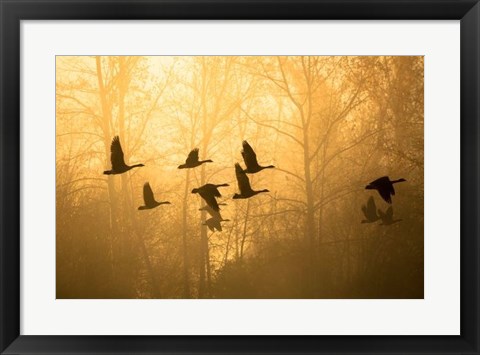 Framed Geese in the Mist Print