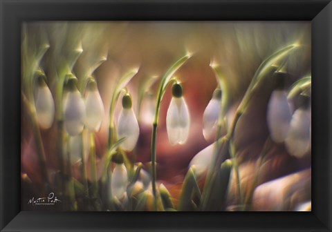 Framed Snowdrops Print