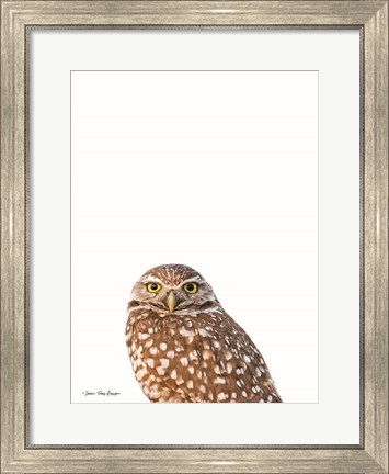 Framed Young Owl Print