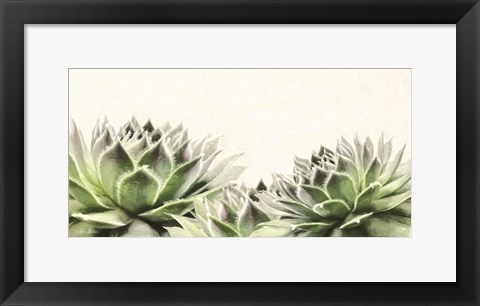 Framed Soft Succulents I Print