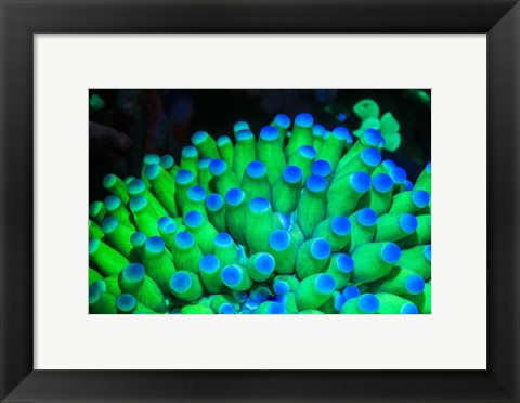 Framed Fluorescing Wnderwater Macro Images Print