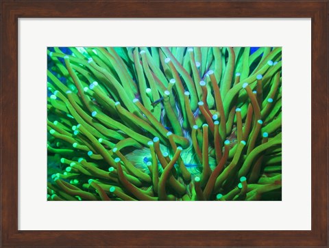 Framed Day Fluorescing Print