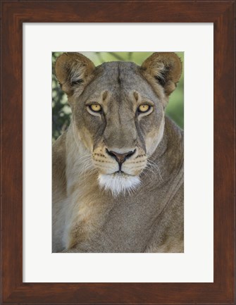 Framed African Lion, Mashatu Reserve, Botswana Print